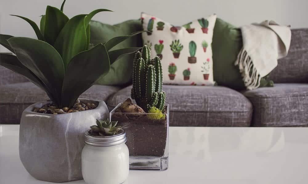 10 boas opções para quem quer ter plantas em casa