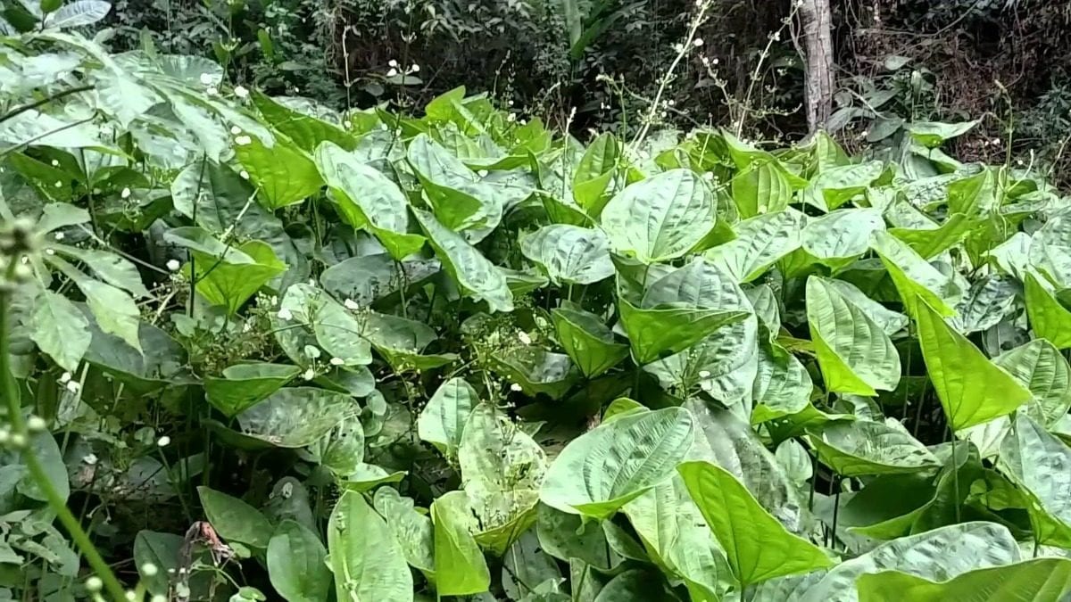 Conheça os benefícios da planta chapéu de couro